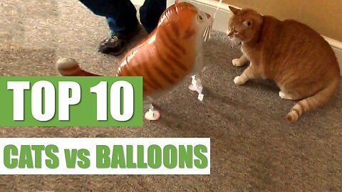 TOP 10 CATS vs BALLOONS