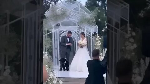 The dog carried the rings at the wedding of his rescuers