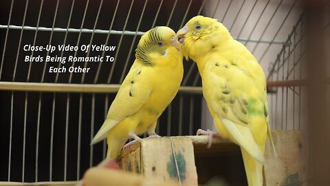 Close-Up Video Of Yellow Birds Being Romantic To Each Other