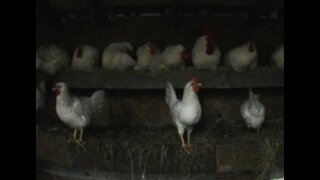 Leghorn Chickens Roosting before Night