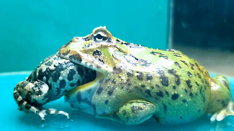 PACMAN Sees green Toad ! Swallowing(LIVE FEEDING)