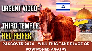 URGENT VIDEO - RED HEIFER SACRIFICE TO BE SACRIFICED IN APRIL OF 2024?