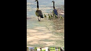 Helping the geese and goslings across the road to safer pastures.