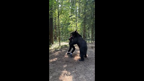 Grizzly Bear vs Man