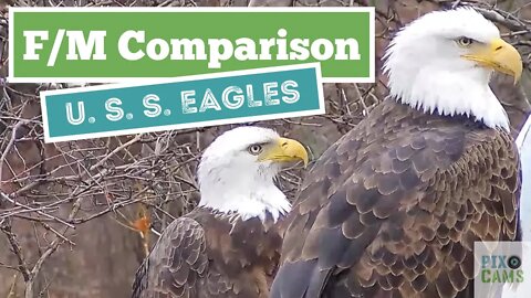 Male vs Female Eagle Comparison