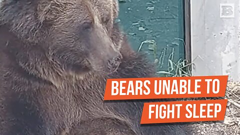 UNBEARABLY ADORABLE! Grizzly Can Barely Stay Awake as It Prepares for Hibernation