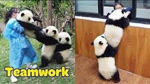 Panda Teamwork - Aww Cute Panda - Funniest Animals Compilation