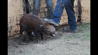 Pigs thrown into the arena and quickly captured at the Frio River Fest