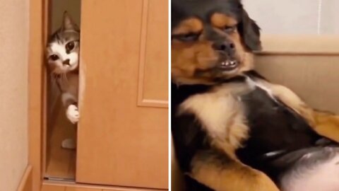 When the cat opened the door, he saw a dog inside and immediately closed the door