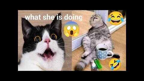 funny cat and dog videos