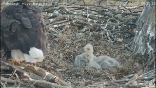 Hays Eagles Dad delivers Sheepshead fish for H13 H14 H15 2021 04 05 6:56AM