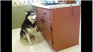 Vocal husky howls in protest for bath time