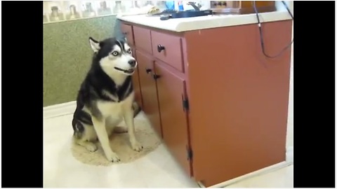 Vocal husky howls in protest for bath time