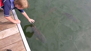 Giant Carp fish