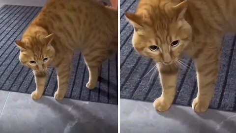Alarmed Cat Makes Truly Funny Noises