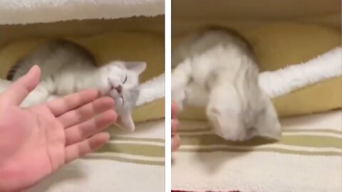 Cute White Cat Is Pretending To Be Dead