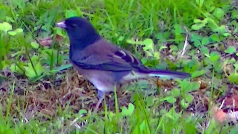 IECV NV #473 - 👀 Dark Eyed Junco's Searching For Food 🐤🐤10-8-2017