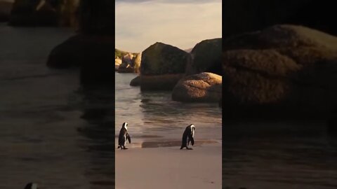 Penquins playing on the beach