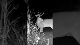 MIDNIGHT Backyard BUCK!!!