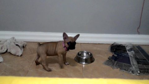 Puppy thinks the water bowl is her enemy!