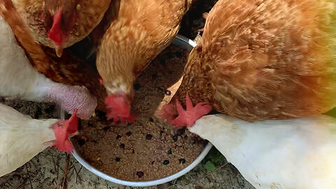 Chickens love treats!