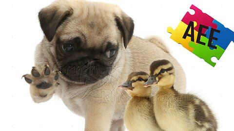 Puppy thinks he's one of them...🐶🐾🐥🐤🐥🥰 Pets Class Part 116