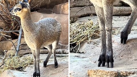 Adorable klipspringer hilariously sits on her tippies