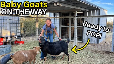 Babies on the Way! - Goat Nursery Update