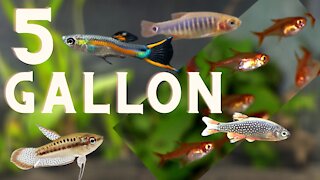What fish for a five gallon aquarium