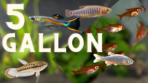 What fish for a five gallon aquarium