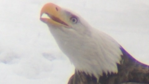 Bald Eagle Devouring a Salmon in the Bald Eagle Capital of the World