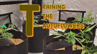 Training the Autoflowers