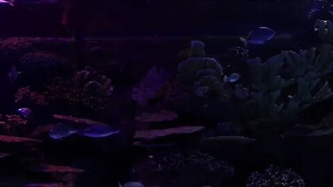 Fishy Fish Tank, Dark and Dim with Bubbling Water Fountain Sounds 4 HR