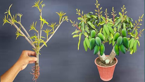 Mango Plant Cuttings Propagation / With 100 % Success Result / Grow Mango Tree From Cuttings