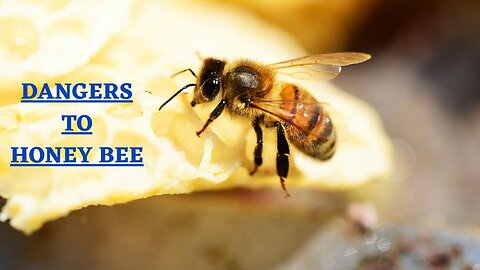 The Dangers Facing Honey Bees II Dangers To Honey Bee