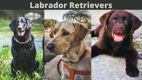 Facts you Didn't Know About Labrador Retrievers
