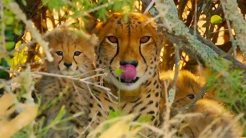 Cheetahs Enter Stealth Mode - The Cheetah Family & Me - BBC Earth