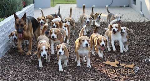 Territorio de Zaguates "Land of The Strays" Dog Rescue Ranch Sanctuary in Costa Rica