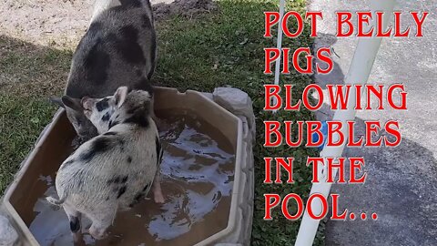 Pot Belly Pigs Blowing Bubbles in a Swimming Pool...