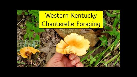 The woods of Western Kentucky! Sandstone bluff exploring and chanterelle mushrooms!