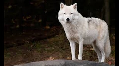 wolf wiki