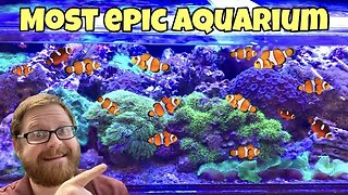 MOST BEAUTIFUL SALTWATER AQUARIUM ON RUMBLE?? *YOU TELL US*