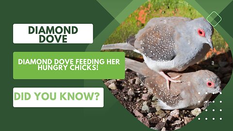 How Diamond Dove Feeds