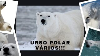 Mundo Animal Urso Polar Vários!!!