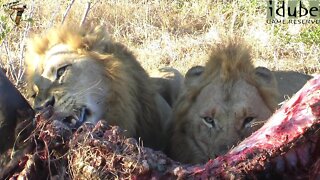 Big Male Lions Eating A Buffalo