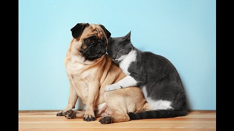 Furry Friends Unleashed: Fascinating Insights into the World of Cats and Dogs