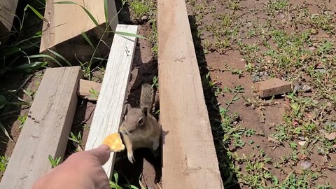 Wild Chipmunk Takes Food From My Hand
