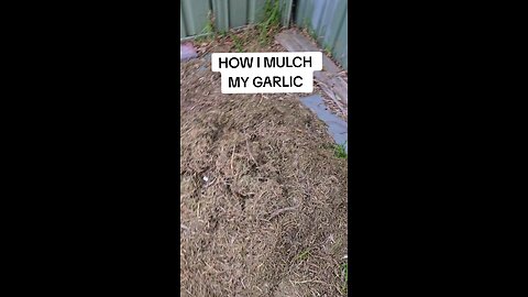 mulching garlic