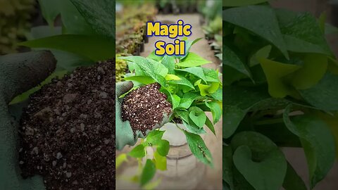 how to make pothos plant soil mix? #shorts #houseplant #soilmix
