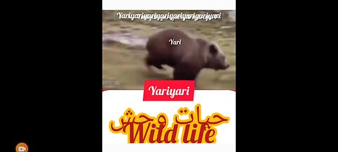 Video beautiful wild life